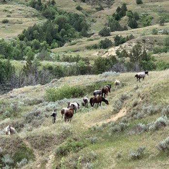 Theodore Roosevelt National Park - Herd of wild horses - Parks Near Me - Medora, North Dakota Theodore Roosevelt National Park - Herd of wild horses - Parks Near Me - Medora, North Dakota