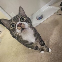 A Pets Space