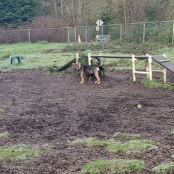 Wilder Dog Park