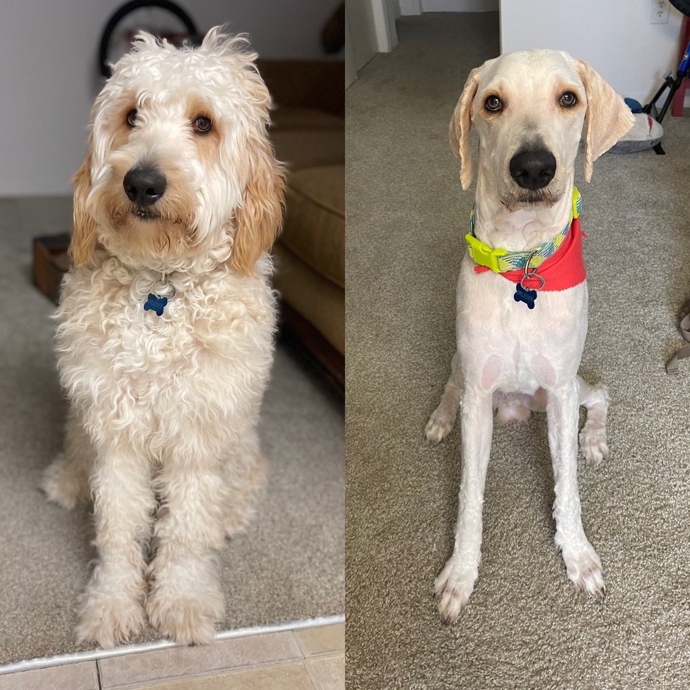 COUNTRY PUPPY DOG GROOMING Updated August 2024 14 Photos & 11