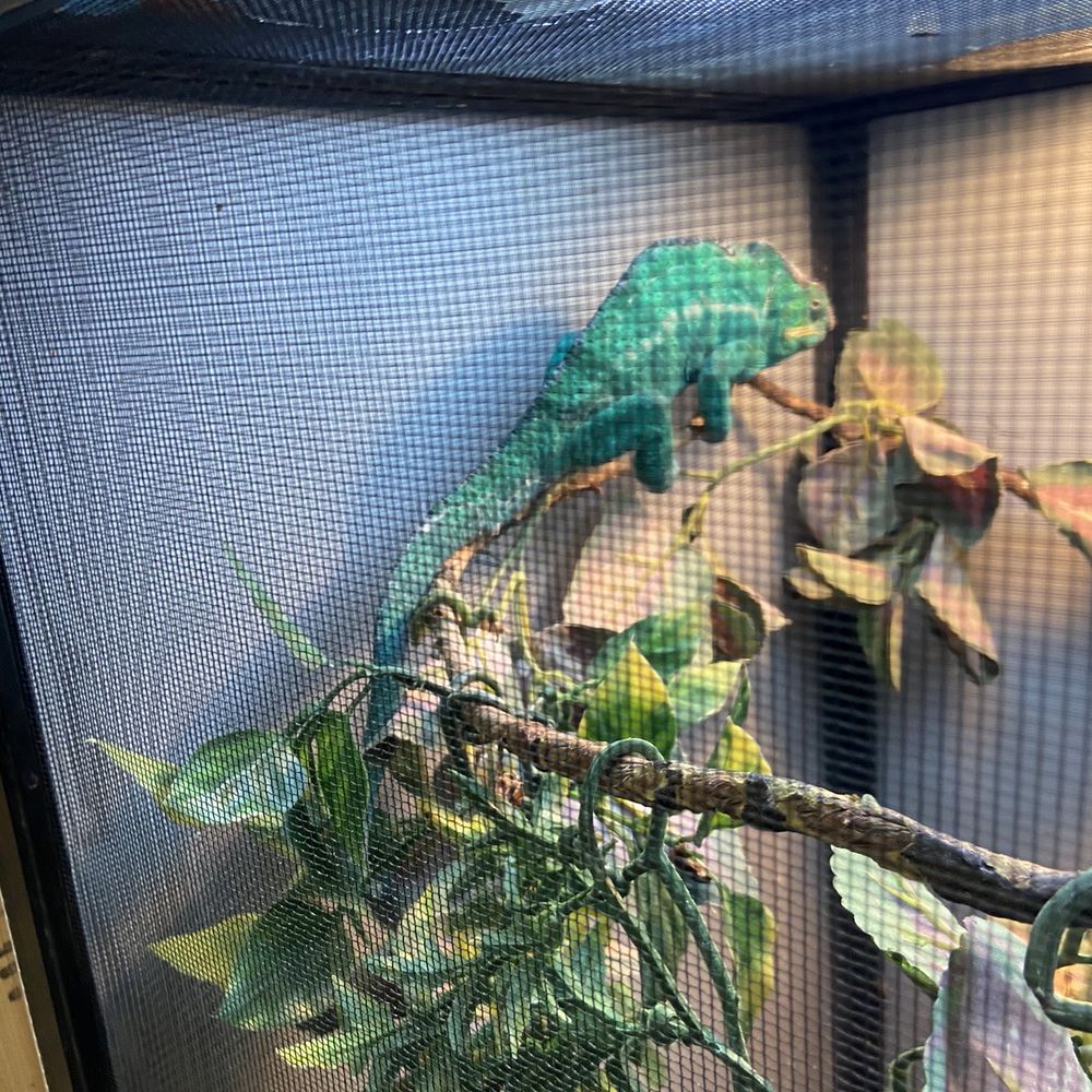 Nature Box Pet Emporium - A large panther chameleon - Pet Stores Near Me - Aurora, Colorado Nature Box Pet Emporium - A large panther chameleon - Pet Stores Near Me - Aurora, Colorado