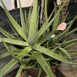 Giant Aloe plant inside front door