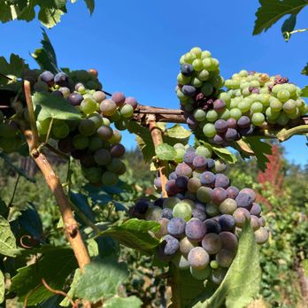 West Haven Vineyards - Venues & Event Spaces Near Me - Dallas, Oregon West Haven Vineyards - Venues & Event Spaces Near Me - Dallas, Oregon