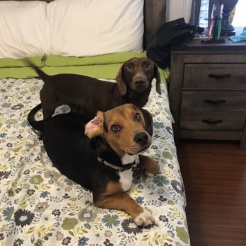Innate Dog Training - Pet Training Near Me