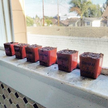 Rainbow - Small seedling pots that I purchased at Rainbow for .25 each. - Nurseries & Gardening Near Me - Rosemead, California