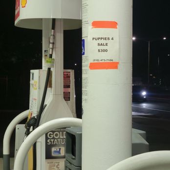Lone Tree Shell - Puppies! - Gas Stations Near Me - Antioch, California Lone Tree Shell - Puppies! - Gas Stations Near Me - Antioch, California