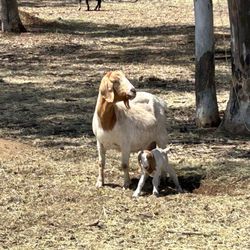 Cuyamaca College - Mom and her new kid