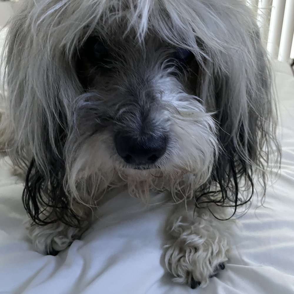 Muddy Paws Grooming - Buddy before groomer - Pet Groomers Near Me - Livermore, California