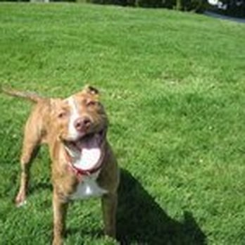 Big Island Pet Sitter - Jayden, happy as can be! - Pet Sitting Near Me Big Island Pet Sitter - Jayden, happy as can be! - Pet Sitting Near Me