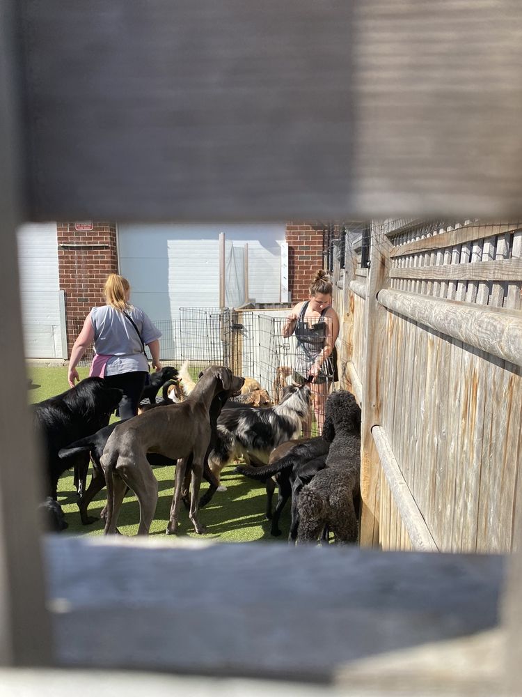 THE DOG RETREAT & SPA Updated September 2024 31 Photos & 47 Reviews 219 Bear Hill Rd