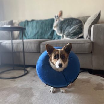 Pet Doctor of Chandler - Murphy! - Veterinarians Near Me - Chandler, Arizona Pet Doctor of Chandler - Murphy! - Veterinarians Near Me - Chandler, Arizona