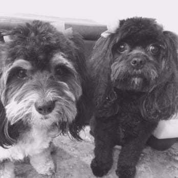 Doggie Day Spa - Pet Groomers Near Me - Moreno Valley, California