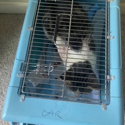 Taking him to the vet! Taking him to the vet!