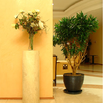 Evergreen Plant Service - San Jose Indoor Landscaping - Indoor Landscaping Near Me - San Jose, California Evergreen Plant Service - San Jose Indoor Landscaping - Indoor Landscaping Near Me - San Jose, California
