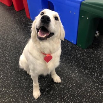 Diggity Dog - Pet Boarding Near Me - Rockville, Maryland Diggity Dog - Pet Boarding Near Me - Rockville, Maryland