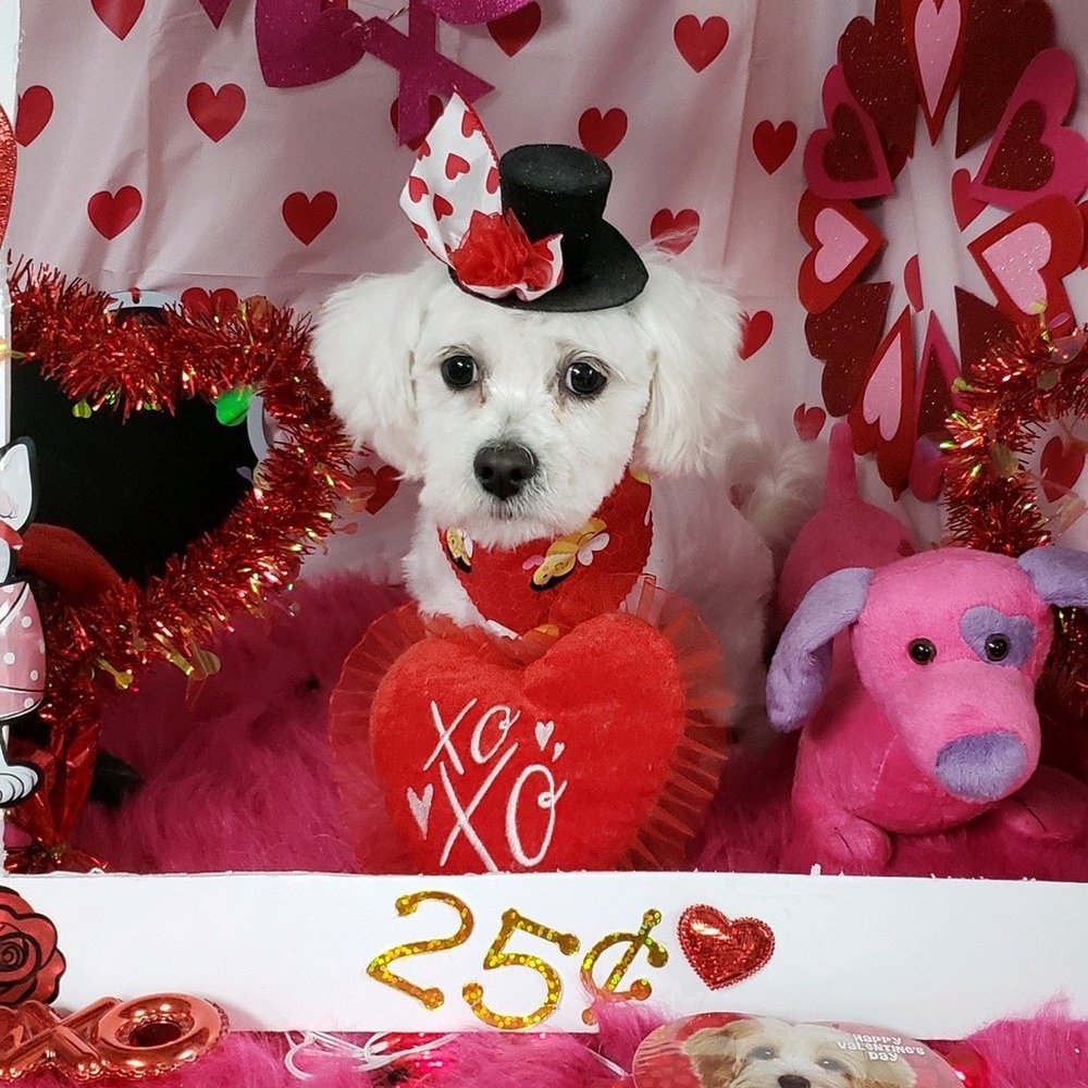 Star Mutts - You get a cute picture when your babies are all done. - Pet Groomers Near Me - Fresno, California Star Mutts - You get a cute picture when your babies are all done. - Pet Groomers Near Me - Fresno, California