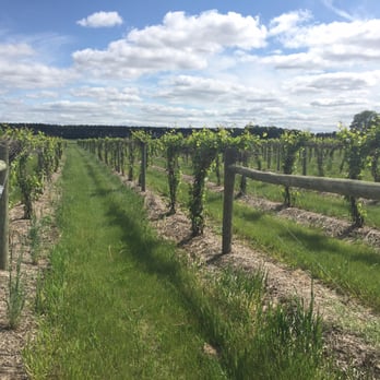 Alexis Bailly Vineyard Inc - Gorgeous view of the vineyards! - Wineries Near Me - Hastings, Minnesota