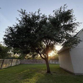 Arbormaster Tree Service - Oak Tree trimmed into a healthy canopy, off the garage, made healthy again. - Tree Services Near Me - Katy, Texas Arbormaster Tree Service - Oak Tree trimmed into a healthy canopy, off the garage, made healthy again. - Tree Services Near Me - Katy, Texas