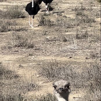 Ostrichland USA - Haha Photobomb! #cheekybastard - Attraction Farms Near Me - Solvang, California Ostrichland USA - Haha Photobomb! #cheekybastard - Attraction Farms Near Me - Solvang, California