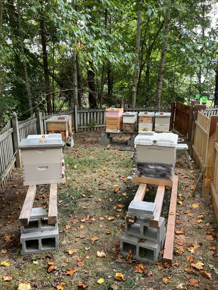Bubbabee’s Apiary - beekeeping in Fredericksburg, VA