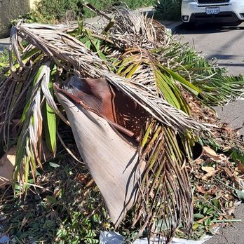 Pacheco's Landscaping - Clean up - Landscaping Near Me