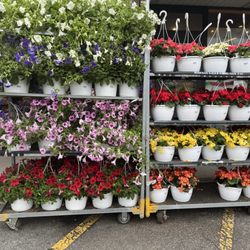 North Shore Farms - Flower time.