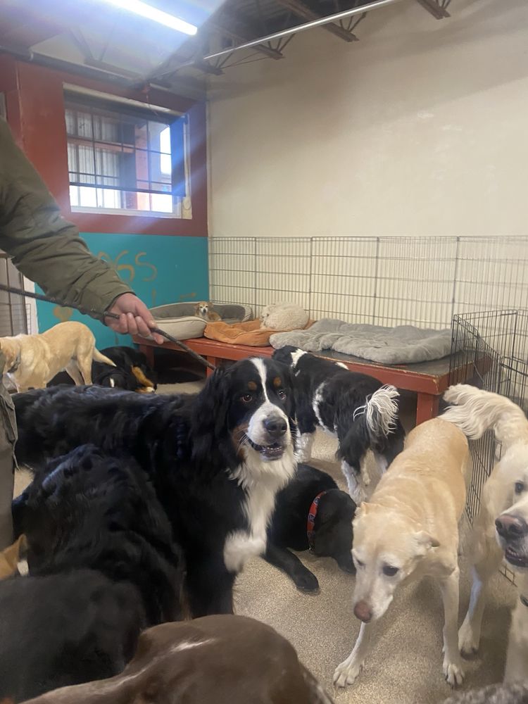 Walkin' The Dog Image