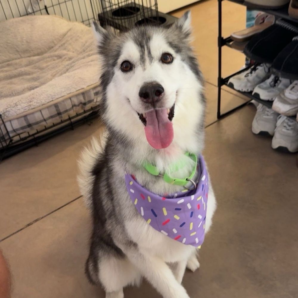 Doggy Stylez - Dog - Pet Groomers Near Me - Tucson, Arizona Doggy Stylez - Dog - Pet Groomers Near Me - Tucson, Arizona