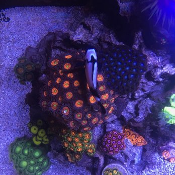 Golden State Corals - Some of our goodies at home from the shop! - Local Fish Stores Near Me - Reseda, California