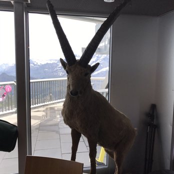 Schilthorn - Swiss Food Near Me
