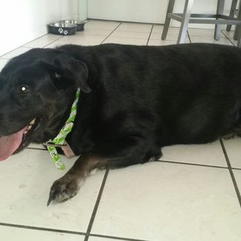 Canine Coiffures - Bellatrix - Pet Groomers Near Me - Phoenix, Arizona