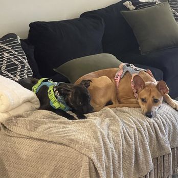 I C A R E Dog Rescue - Animal Shelters Near Me - Corona, California I C A R E Dog Rescue - Animal Shelters Near Me - Corona, California