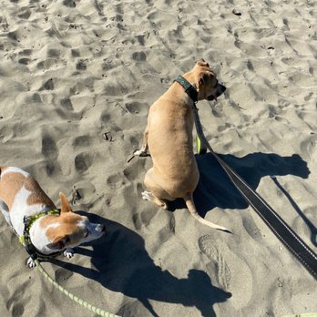 Dillon Beach - My terrier Pete and grand dog ziva - Beaches Near Me - Dillon Beach, California
