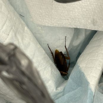 Arbors at Lee Vista - Exhibit A: just ONE of the BIG A$$ ROACHES i would see on a DAILY basis - Apartments Near Me - Orlando, Florida