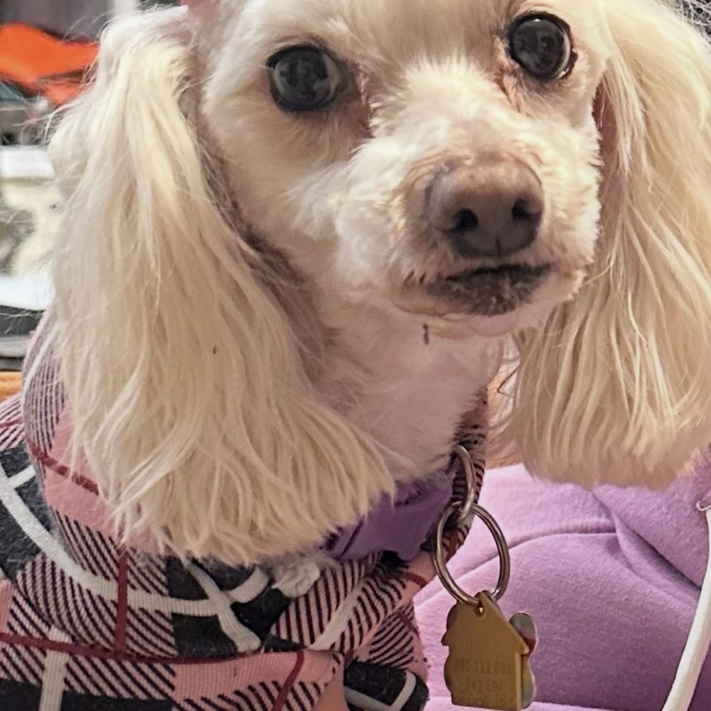 The Pampered Pooch - Precious - Pet Groomers Near Me - Palmdale, California The Pampered Pooch - Precious - Pet Groomers Near Me - Palmdale, California
