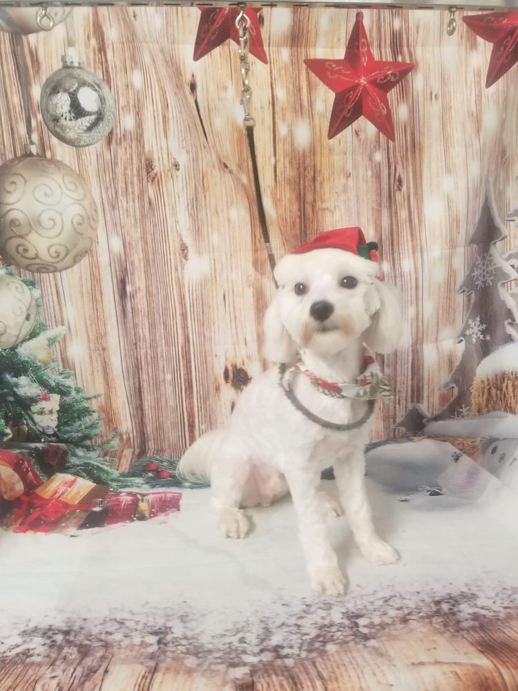 K-9 Cuts Image