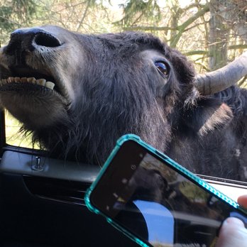 Olympic Game Farm - Zoos Near Me - Sequim, Washington Olympic Game Farm - Zoos Near Me - Sequim, Washington