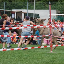 Eselrennen