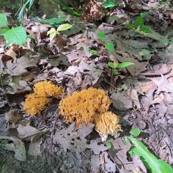 Kettle Moraine State Forest
