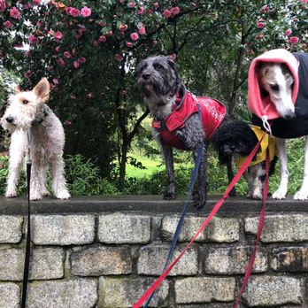 Seattle 4 Dogs - Dog Walkers Near Me - Seattle, Washington
