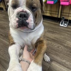 9908 Disc Golf Sports Center - Wilber the bulldog!