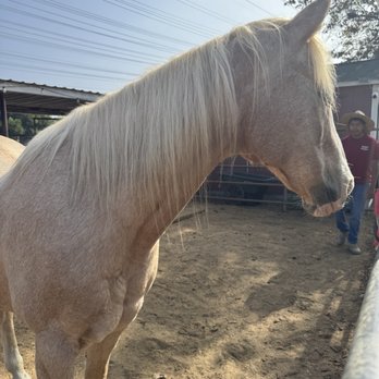 Barnyard Buddies - Petting Zoos Near Me - Lakewood, California Barnyard Buddies - Petting Zoos Near Me - Lakewood, California