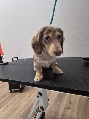 Sweet Rascal Yercaud Pets SWEET RASCALS DOG GROOMING - Updated April 2026 - 22 Photos - 1068 ...