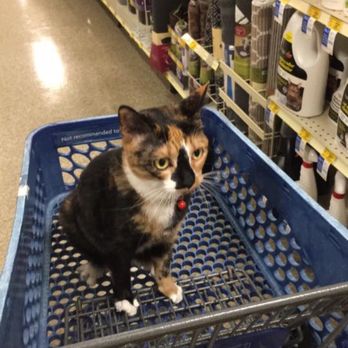 PetSmart - Someone wanted a new toy since it's her birthday month! - Pet Stores Near Me - Tampa, Florida PetSmart - Someone wanted a new toy since it's her birthday month! - Pet Stores Near Me - Tampa, Florida