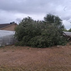 Clear Creek Tree Service