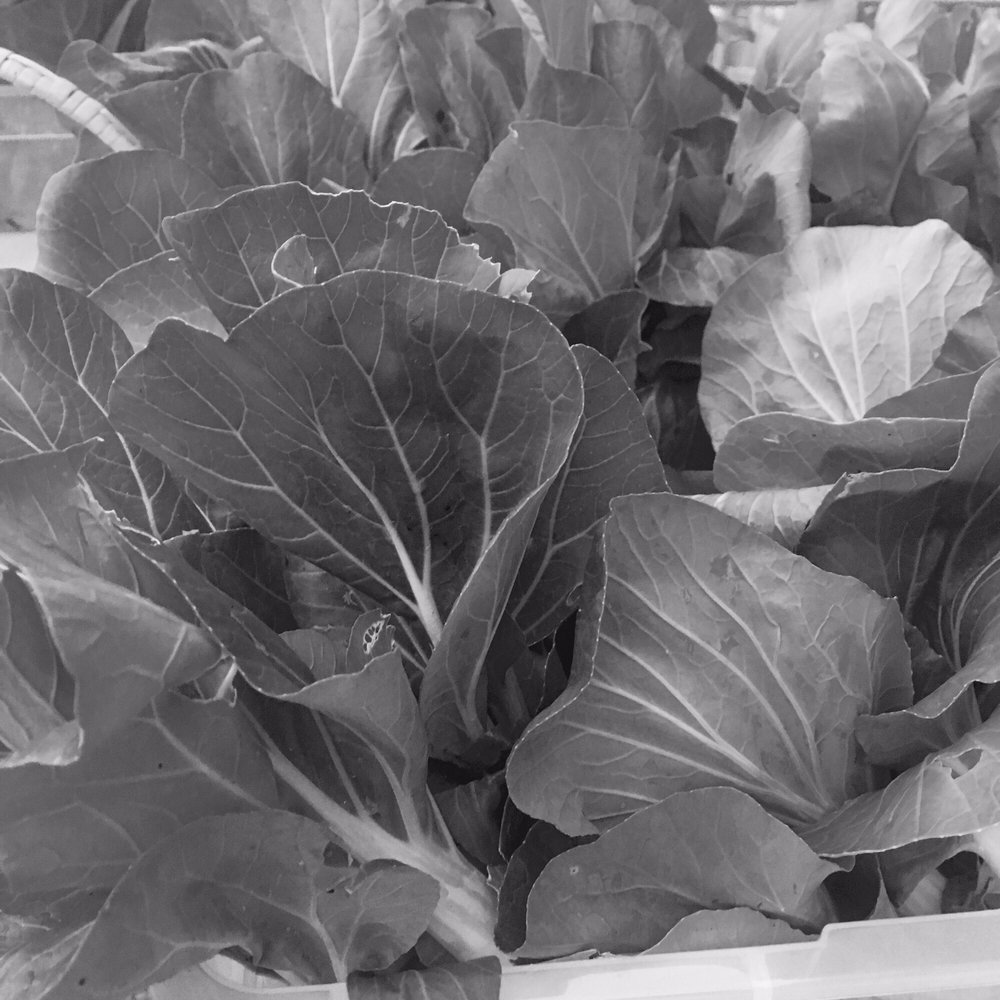 Morgan's Farm and Museum - black and white photograph of cabbage - Museums Near Me - Cedar Grove, New Jersey Morgan's Farm and Museum - black and white photograph of cabbage - Museums Near Me - Cedar Grove, New Jersey