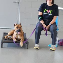 CeCe's Pack - CeCe training Poppy - a shelter dog who has been adopted She is a Bull Mastiff