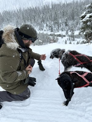 Jackson Hole Iditarod Sled Dog Tours by null
