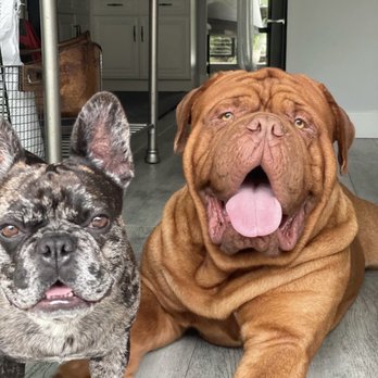 OC PUP SCOUTS - Updated February 2026 - 159 Photos & 116 Reviews