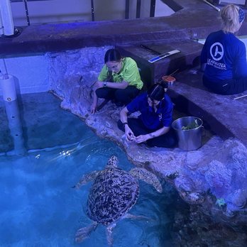 Clearwater Marine Aquarium - Turtle talk and turtle feeding - Aquariums Near Me - Clearwater, Florida